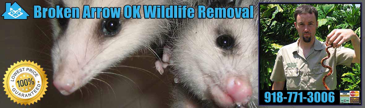 Broken Arrow Wildlife and Animal Removal